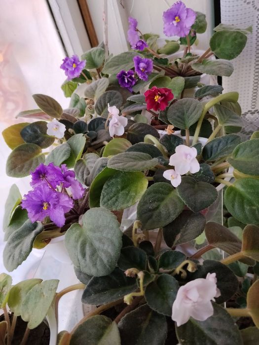 Продаются фиалочки