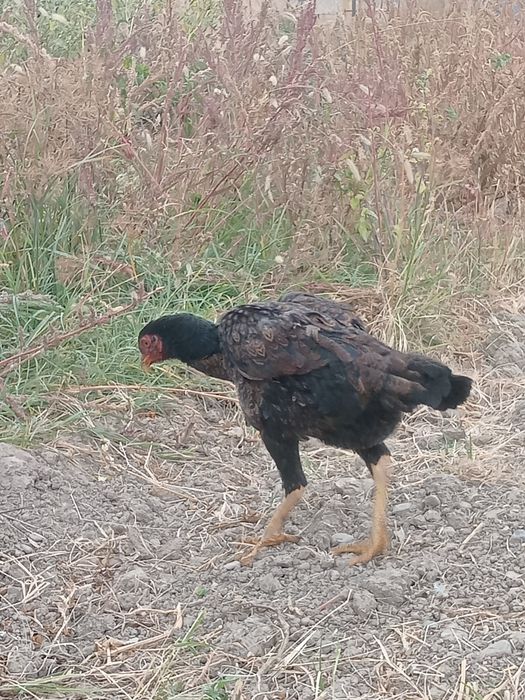 тауықтар сатылады