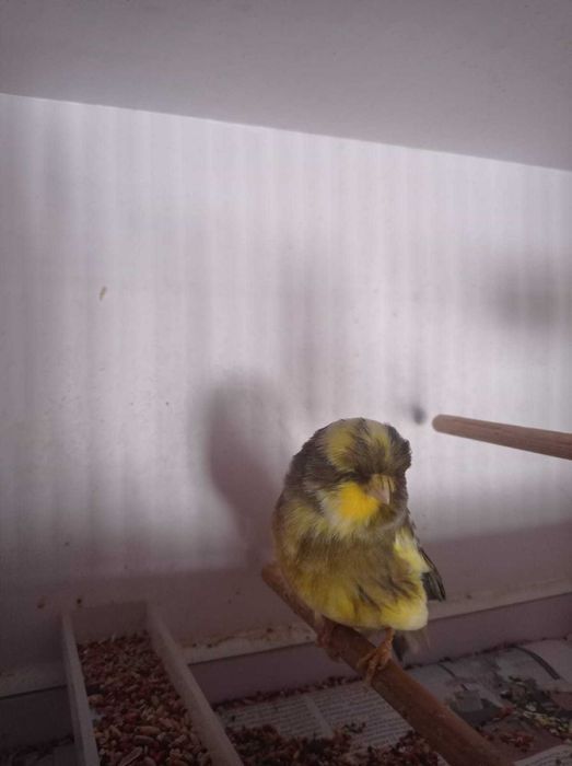 Норвичская канарейка