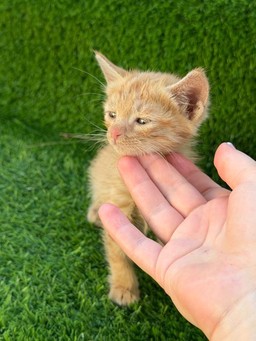 Котенок мальчик и девочка