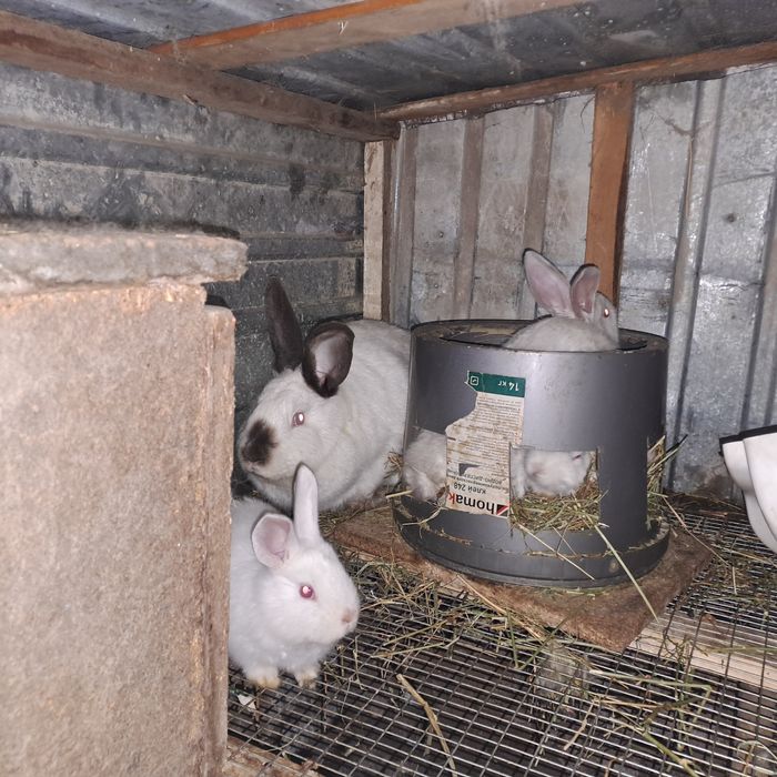 Продаются крольчата