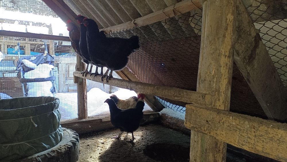 Продаю Кур и Петухов.