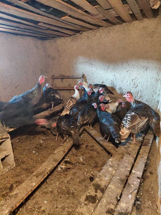 индюшки домашние