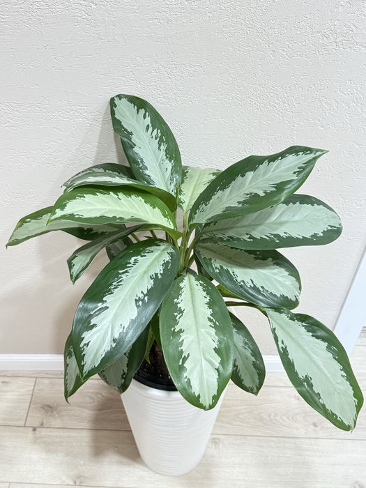 Аглаонема в напольном кашпо
