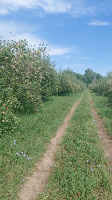 Продали яблоки сорт Мильтон
