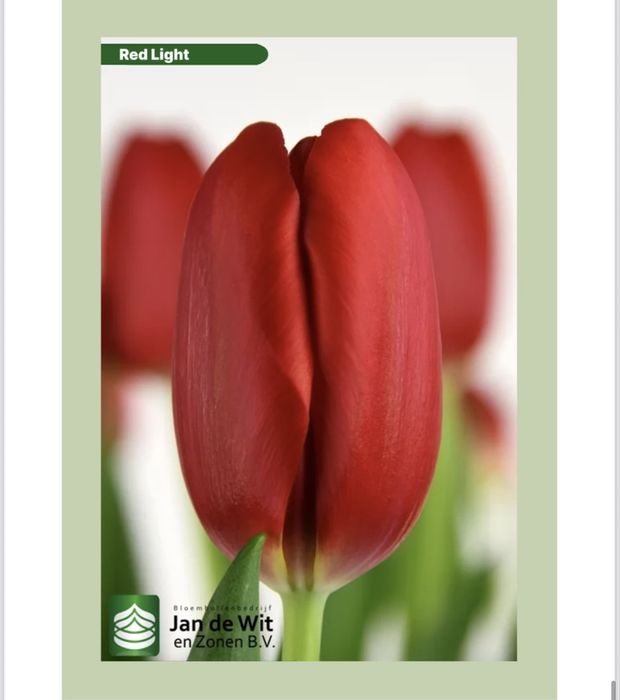 Продаем голандские тюльпаны оптом