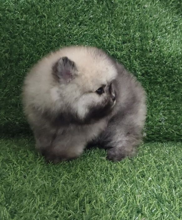 Девочка шпиц суппер миничка