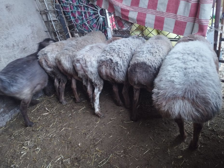 Edilbay arashan quylar sotiladi tozasidan