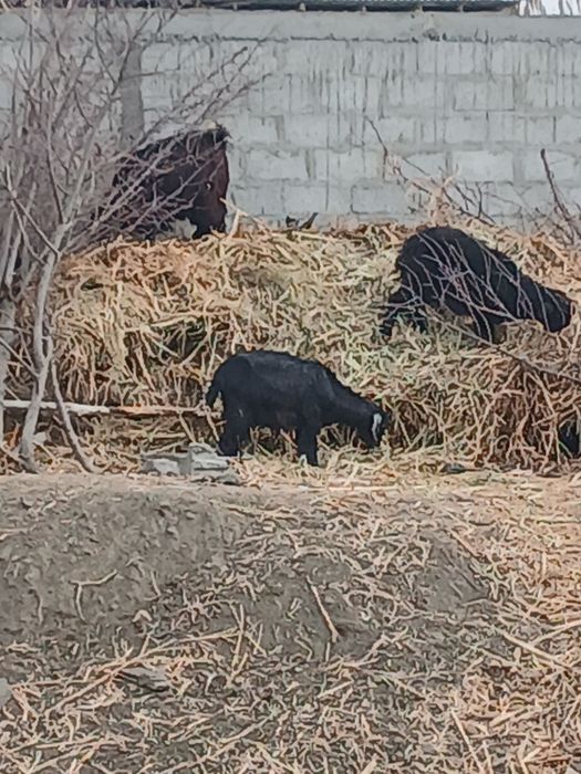 Bug'oz echkilar sotiladi