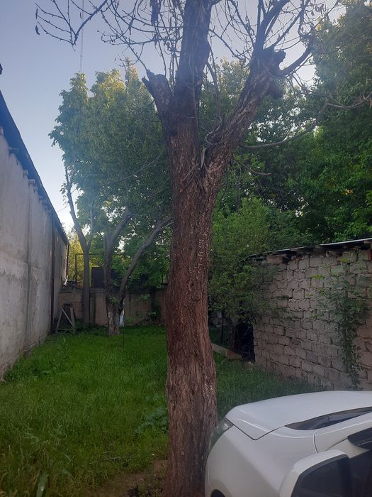Отдам даром,  дрова. Ўтин кесиб кетиш.