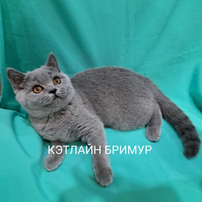 Британские котята. Питомник.