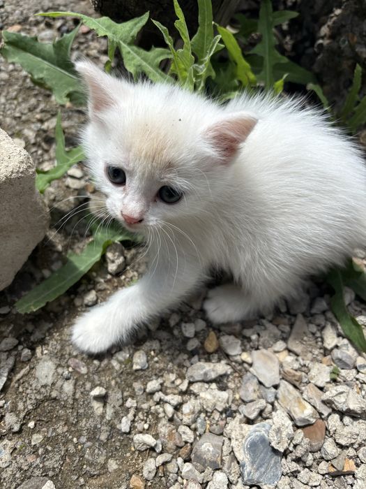 котята белые и трецветные