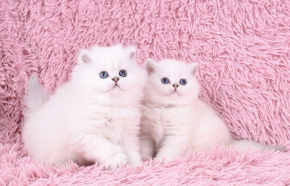 Pisicuță British  Shorthair Silver Chinchilla colour point cu pedigree