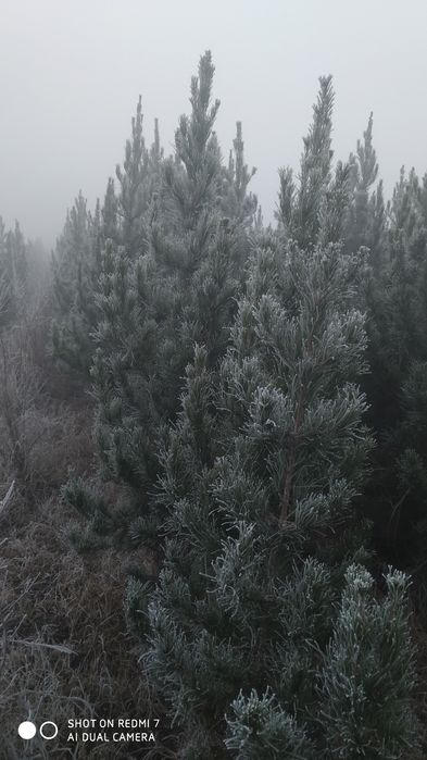 Sasna Archa Eldarskiy