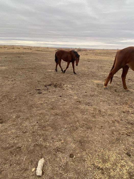 Жабағы сатылады.