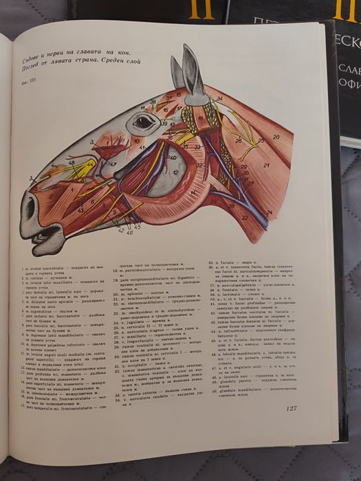Атлас по топографска анатомия на селскостопанските животни Том 1,2 и 3