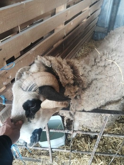 Продавам кочлета за курбан байрям с. Трояново област Бургас цена 7 евро живо тегло
