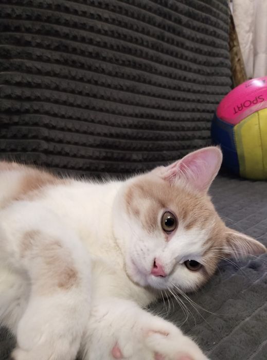 Отдам котенка в добрые руки