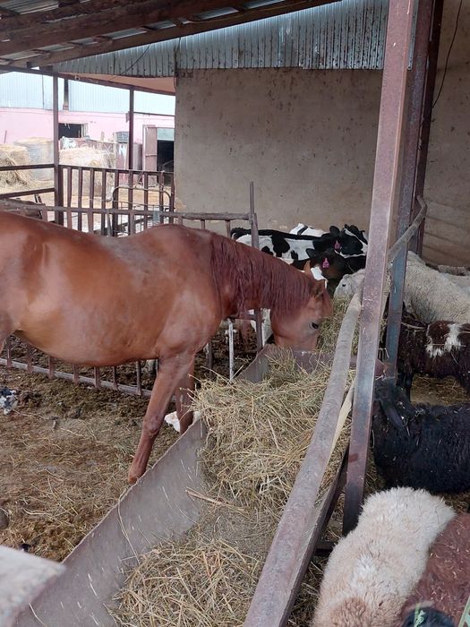 Продам жиребую лошадь