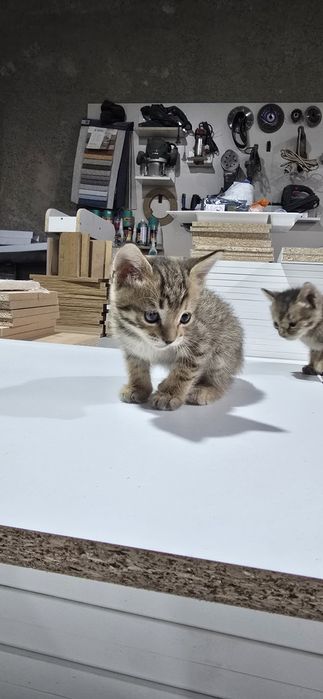 Котёнок.марғау .