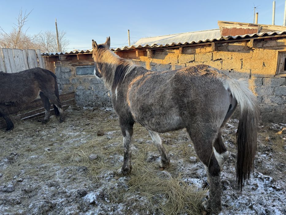 Продается кобыла 4 года