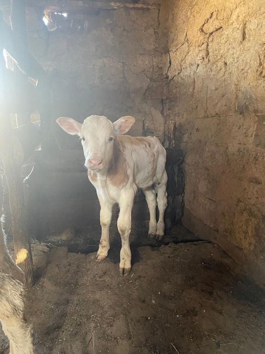 продам телят #бычки#