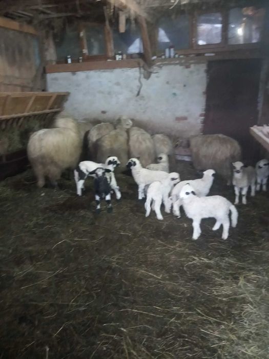 Vând oi tinere cu miei