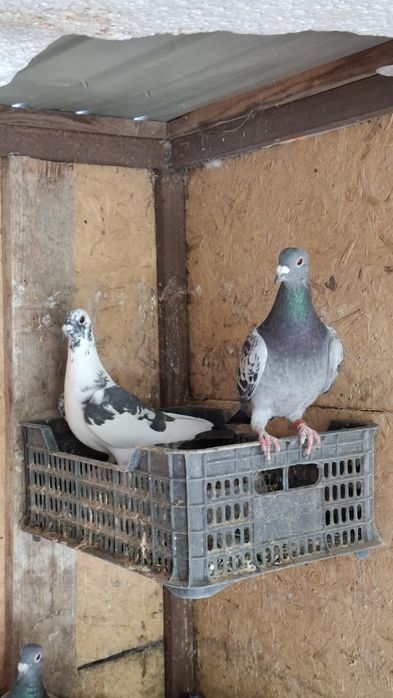 Почтовые голуби чехи