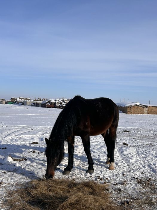 Айгырлар сатылад