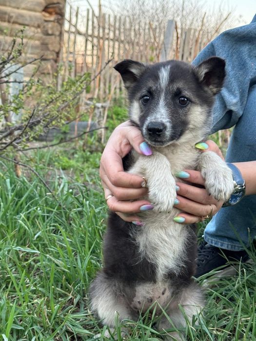 Отдам щенка в хорошие руки