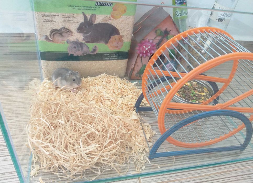 Acvariu pesti sau hamsteri 30x60cm complet echipat + hamsteri bonus