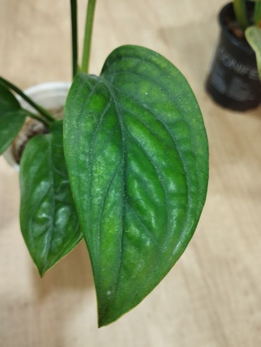 Монстера Карстенианум Перу.