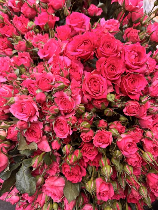 Акция Оптом розы 300  спрей розы София 700