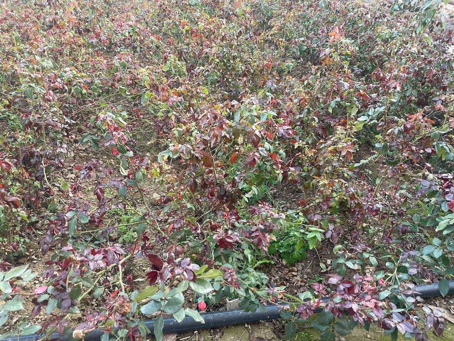 Atirgul kochatlar yengi kochat