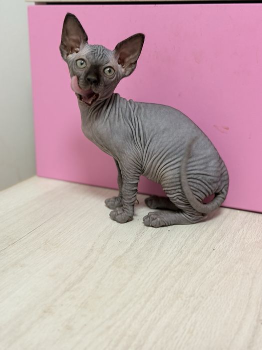 Pui sphinx foarte iubitori si jucausi