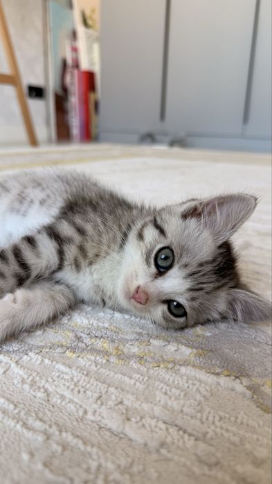 Котеной 2 месяцев