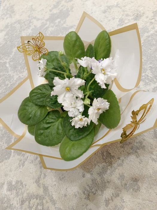 Продаются фиалки