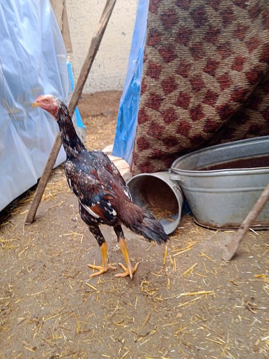 Dakang xo'rozlar sotiladi zoti koreyskiy