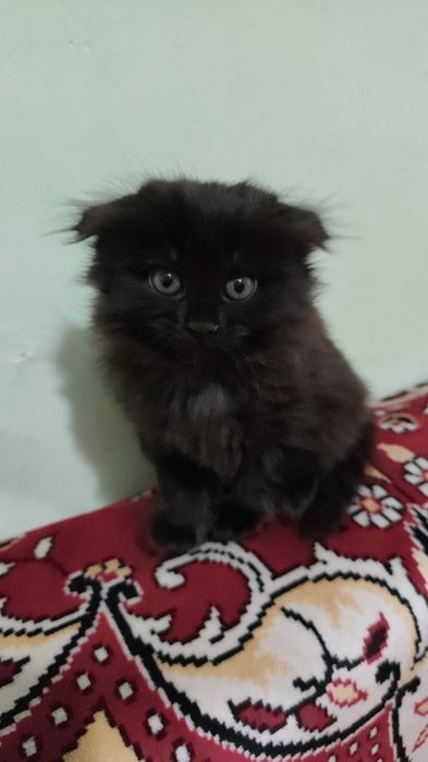 Продаются котята