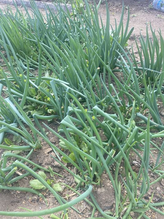 Продам лук га зелень