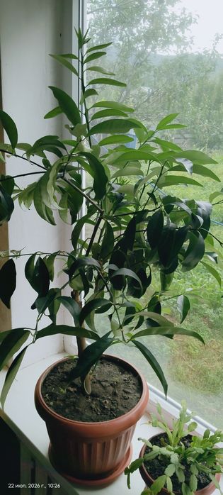 Кумкват продам вкусное