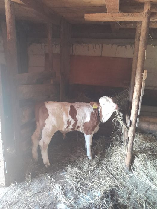 Vaca de vanzare cu vitel