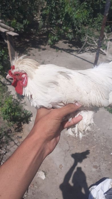 Yapon xòrozlari sotiladi