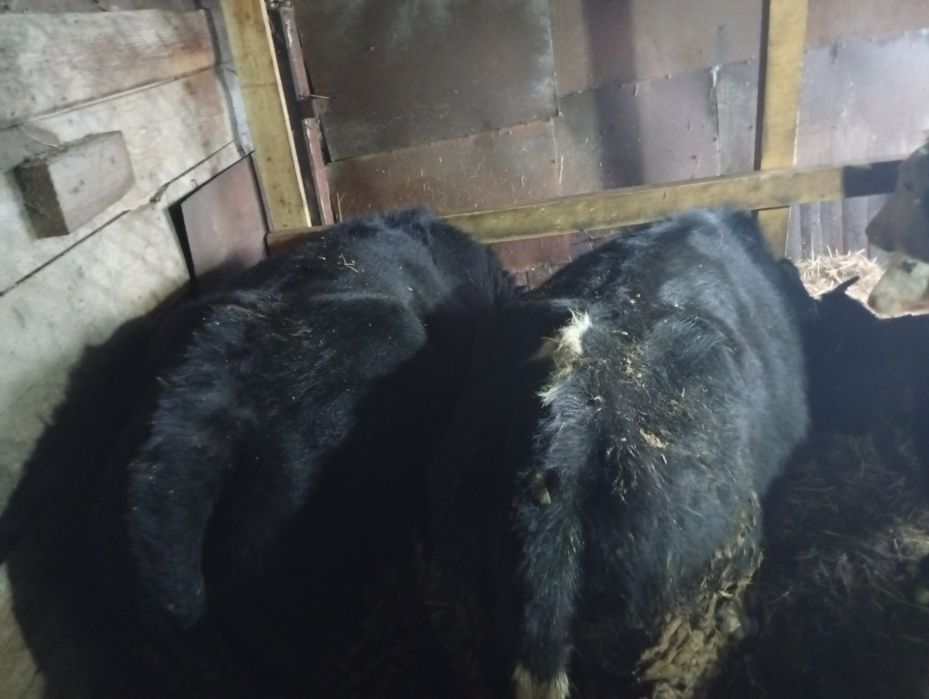 Продам телок и телят