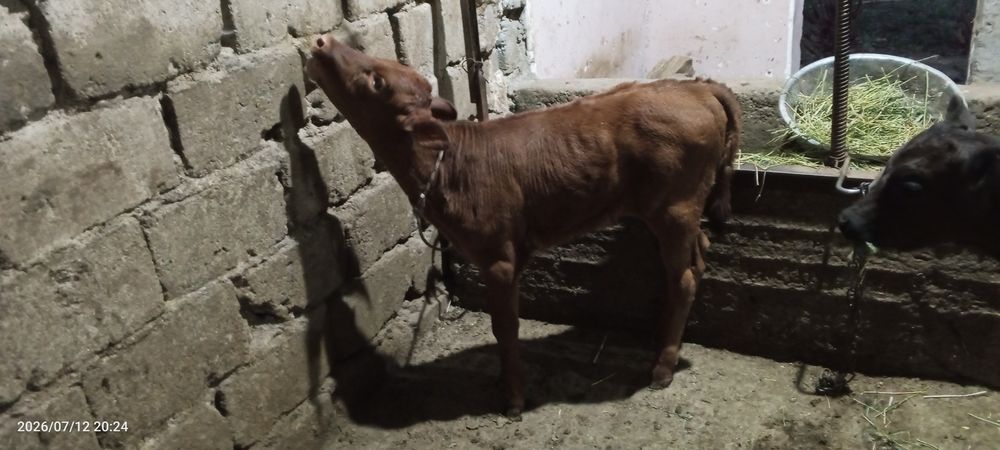 Ona bola sigir sotiladi