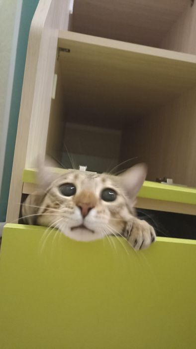 Пропала кошка в районе Хасенки