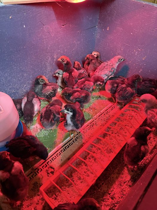 Pui de 3 saptamani Araucana, Ameraucana, Austrolop si Wyandotte