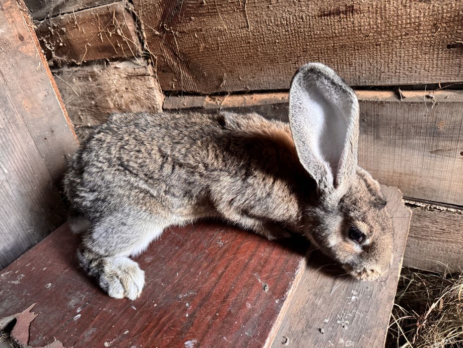 Продам крола породы франдер