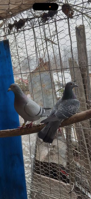 Vând porumbei voiajori