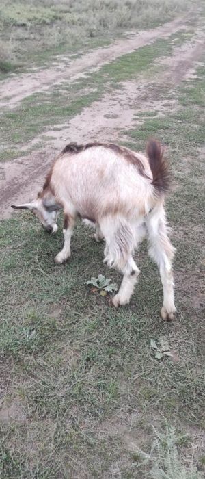 Ешкі қашырғанға Нуб, Алпі текелері